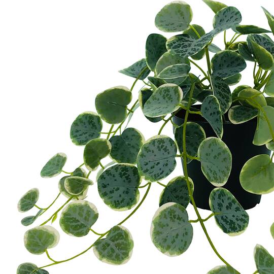 14" Potted Green & Yellow Peperomia Plant by Ashland®